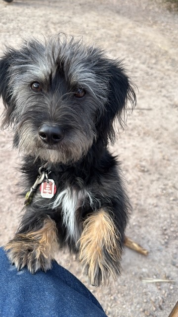 Alfie